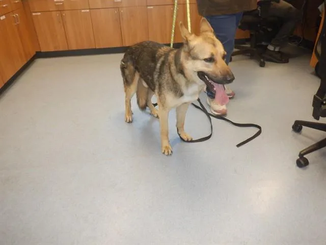An adult large-sized male German Shepherd Dog dog named Sam Shepard for adoption in San Jose, CA