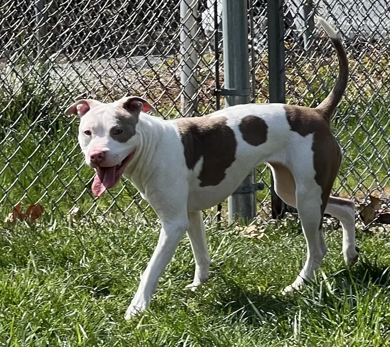 A young medium-sized female Pit Bull Terrier dog named Biscotti for adoption in Medfield, MA