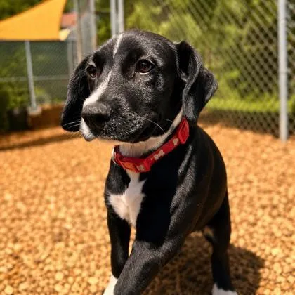 A baby small-sized female Mixed Breed dog named Jennifer for adoption in Cumming, GA