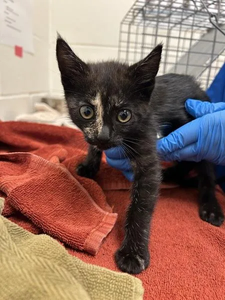 A baby small-sized female Domestic Short Hair cat named Pluot for adoption in Santa Rosa, CA