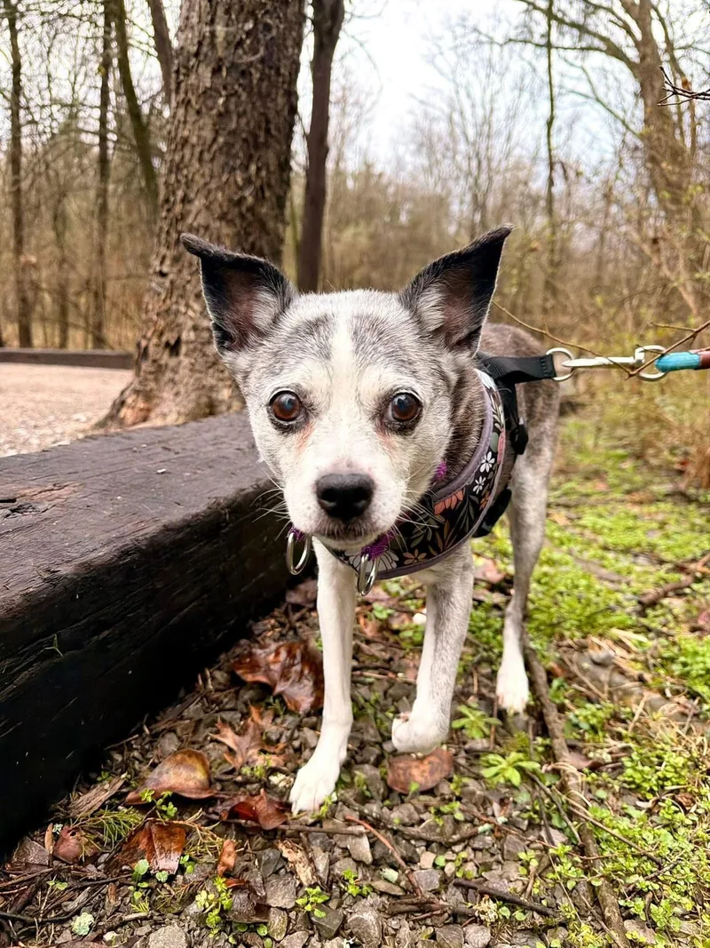 A senior small-sized female Black Mixed Breed dog named Winnie for adoption in Mount Juliet, TN