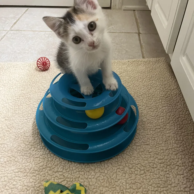 A baby medium-sized female Calico Domestic Short Hair cat named Autumn for adoption in Duluth, GA