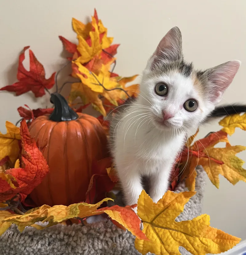 Autumn thumbnail 3
