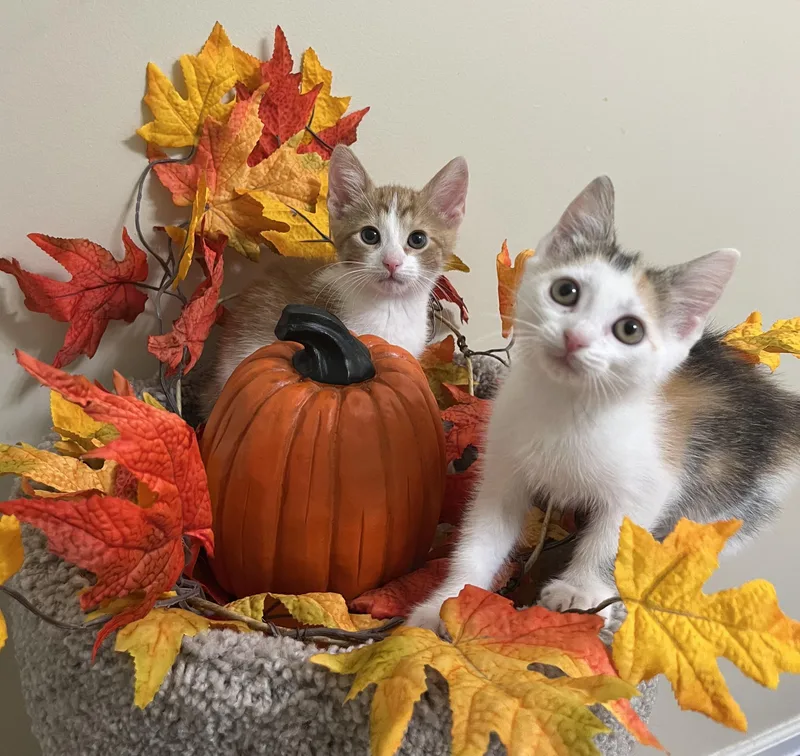 Autumn thumbnail 4