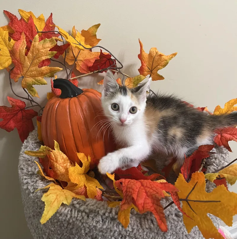 Autumn thumbnail 5