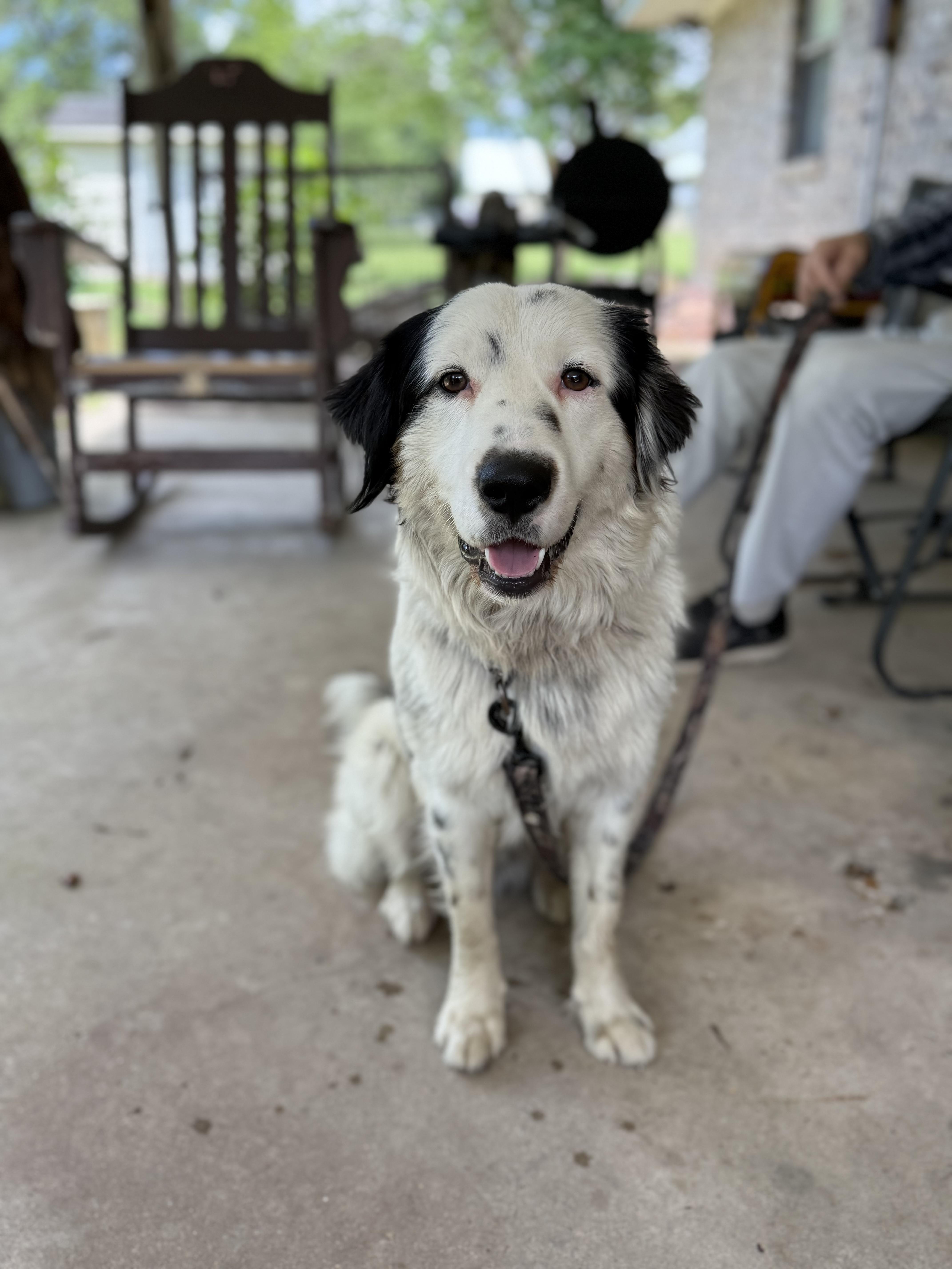 An adult medium-sized male White / Cream Australian Shepherd dog named Creed for adoption in Baker, LA