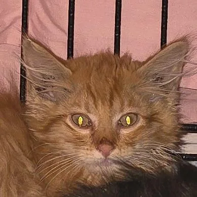 A baby small-sized male Domestic Long Hair cat named Cheeto for adoption in Grantsville, UT