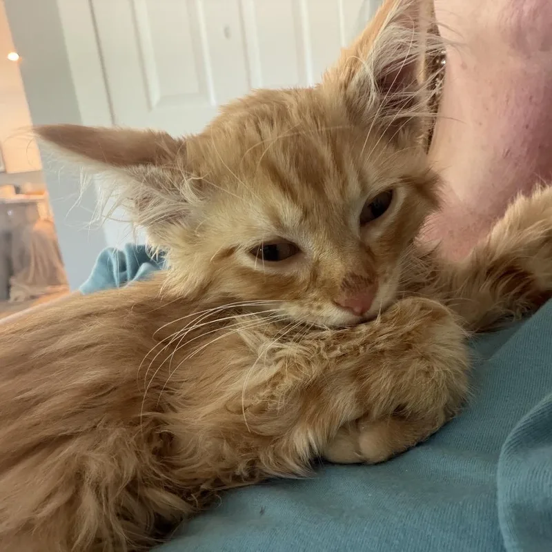 Cheeto thumbnail 3