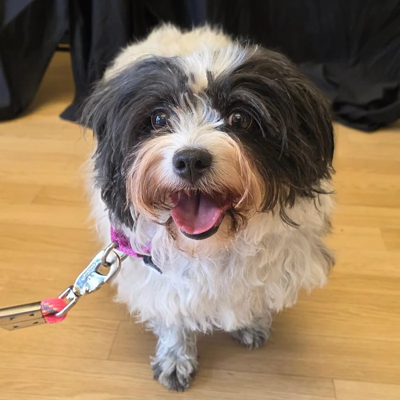 A senior medium-sized female White / Cream Tibetan Terrier dog named Sally for adoption in Great Falls, MT