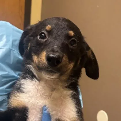 A baby small-sized female Border Collie dog named Pandora for adoption in Merriam, KS
