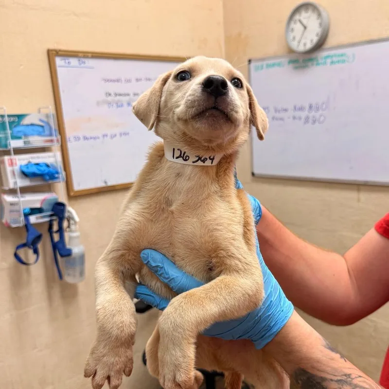 A baby small-sized male Yellow / Tan / Blond / Fawn Labrador Retriever dog named Tad for adoption in Birmingham, AL