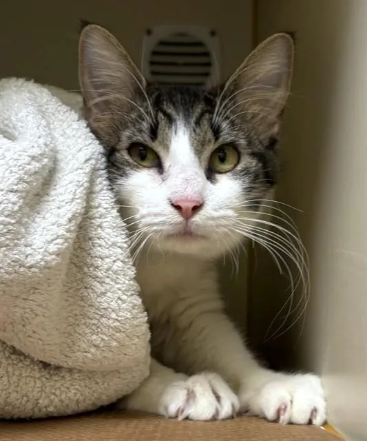 A young medium-sized female Domestic Short Hair cat named Allie for adoption in Dedham, MA