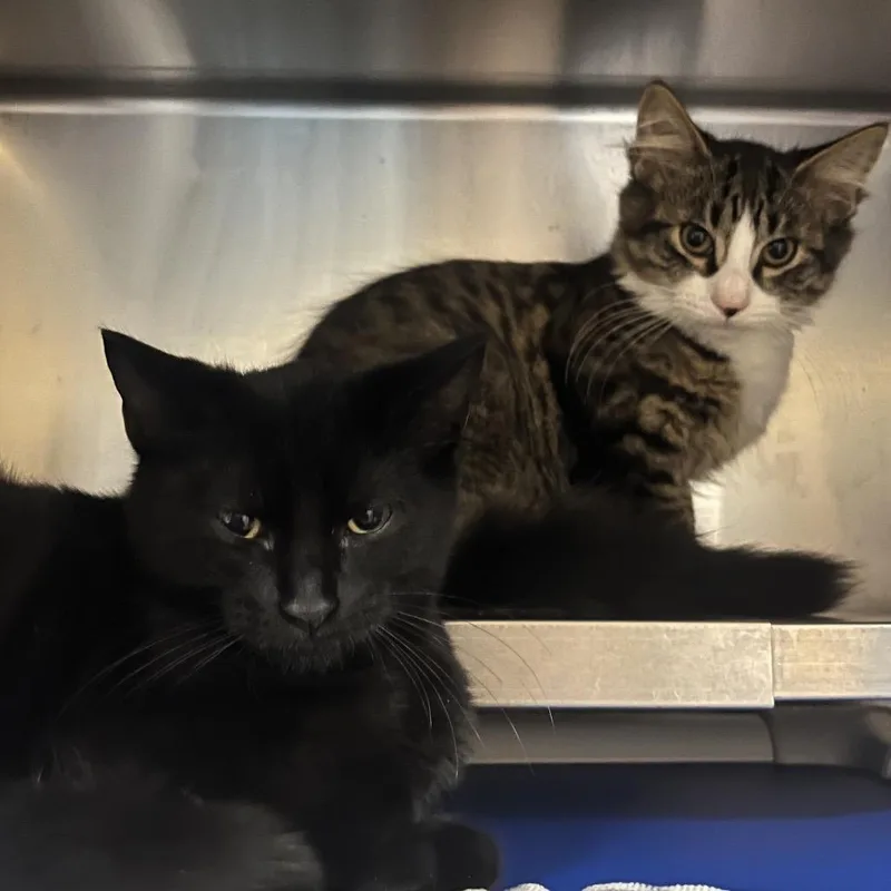 A baby small-sized male Domestic Medium Hair cat named Microwave for adoption in Providence, RI