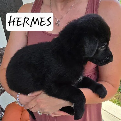 Hermes thumbnail 2