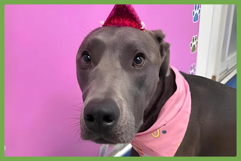 An adult medium-sized female Gray / Blue / Silver Labrador Retriever dog named Jade for adoption in Amherst, MA