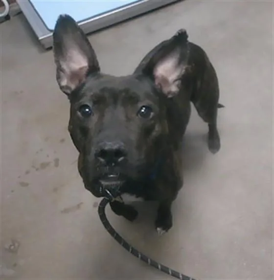An adult large-sized female Staffordshire Bull Terrier dog named Gigi for adoption in Phoenix, AZ