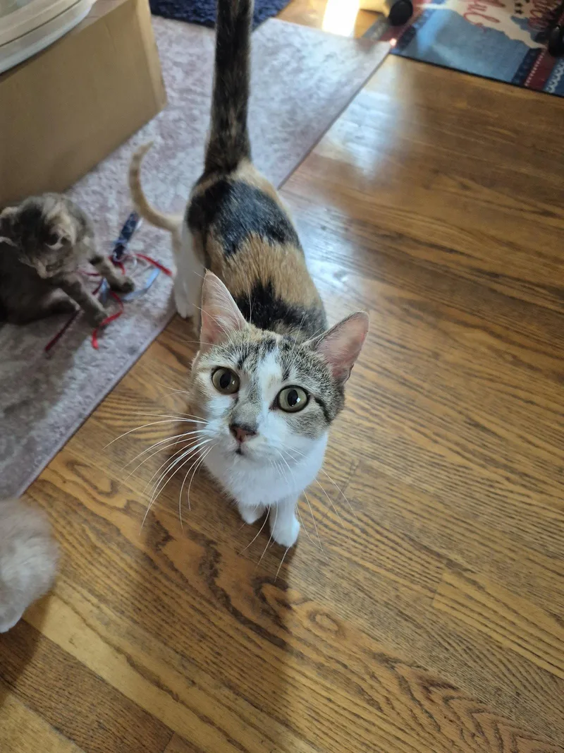 An adult medium-sized female Domestic Short Hair cat named Patches for adoption in Wheaton, IL