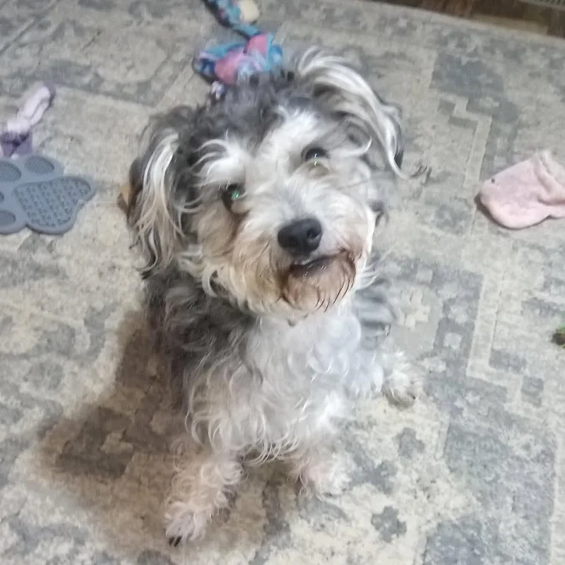 Chewy