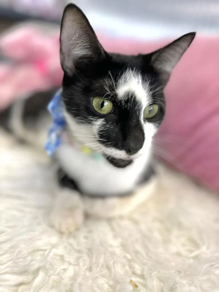 A young medium-sized female Domestic Short Hair cat named Aline for adoption in Margate, FL