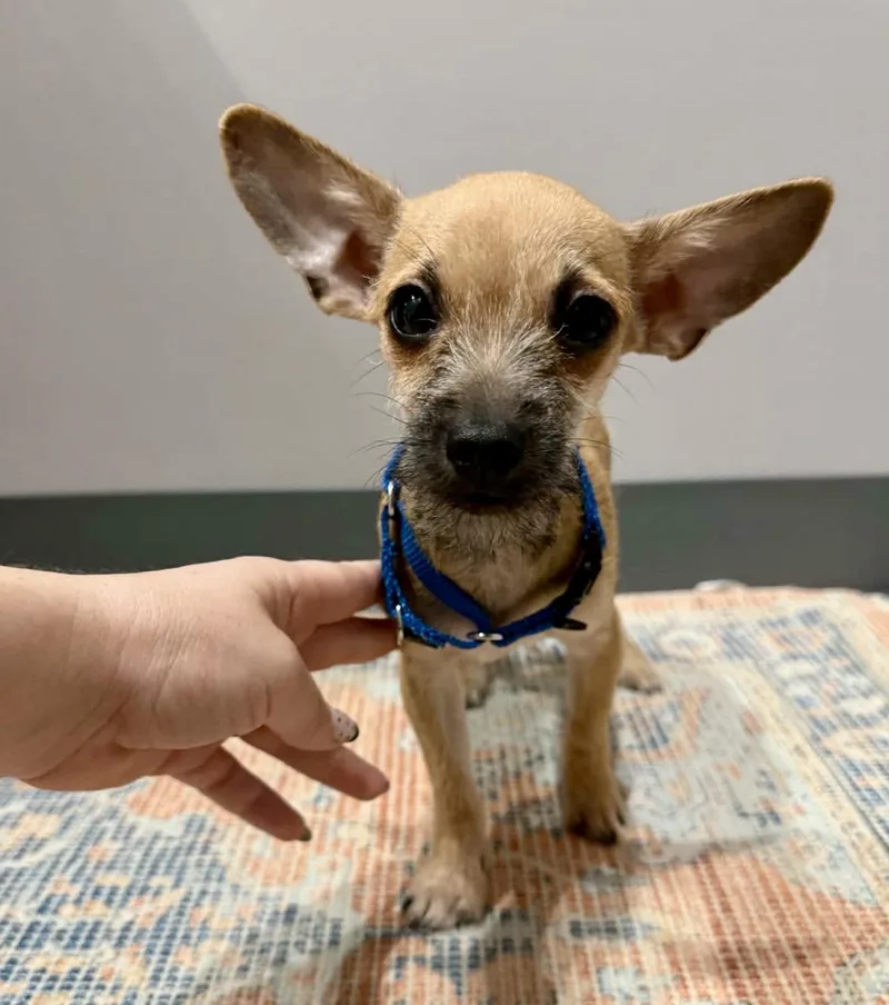 A baby small-sized male Yellow / Tan / Blond / Fawn Chihuahua dog named Scooby for adoption in Pelham, NH