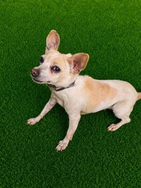 An adult medium-sized female Chihuahua dog named Leila for adoption in Lancaster, CA