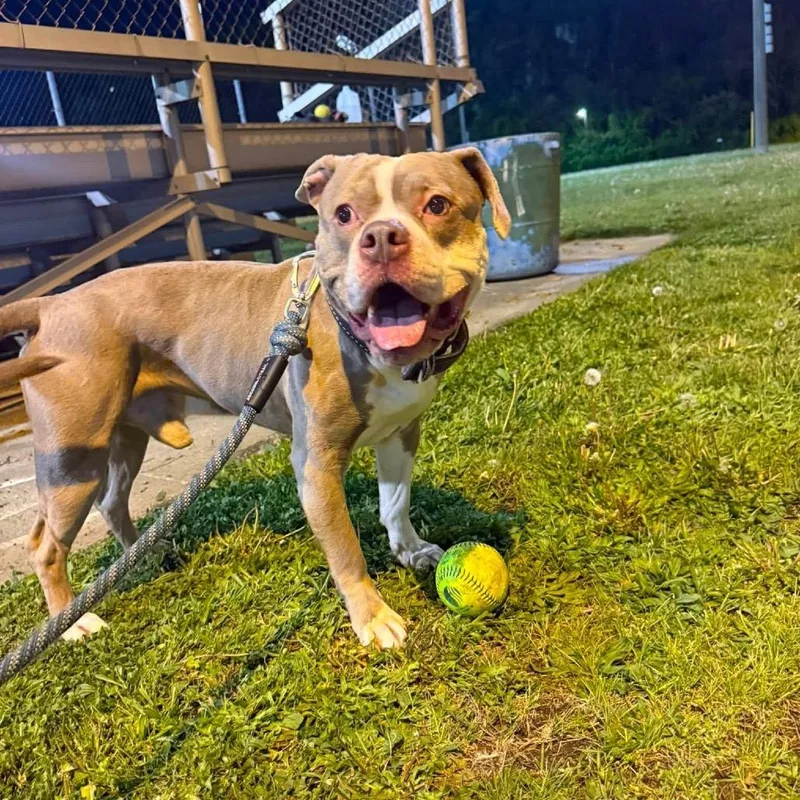 An adult large-sized male Yellow / Tan / Blond / Fawn American Staffordshire Terrier dog named Tank for adoption in Long Island City, NY