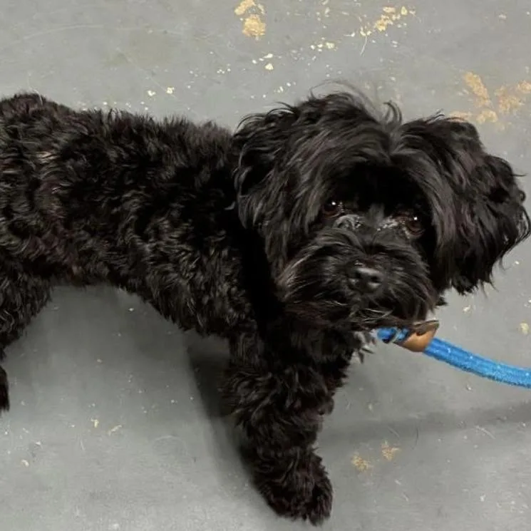 An adult small-sized male Black Miniature Poodle dog named Grover for adoption in Calverton, NY
