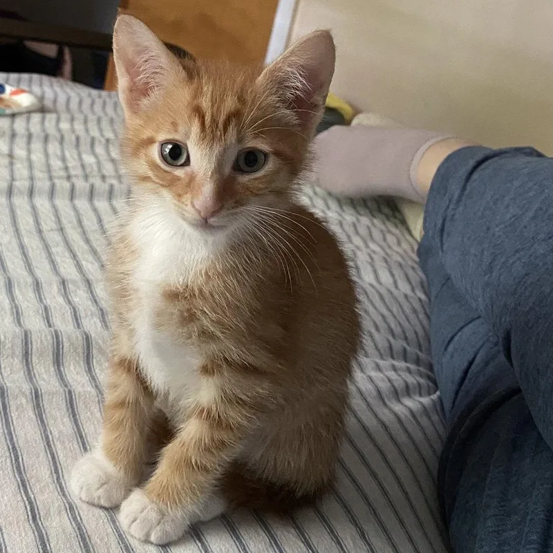 A baby medium-sized male Domestic Short Hair cat named Copper for adoption in Candler, NC