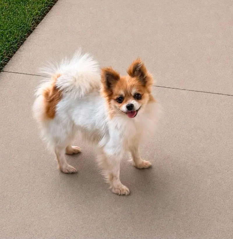 An adult small-sized female Pomeranian dog named Jules for adoption in Anniston, AL