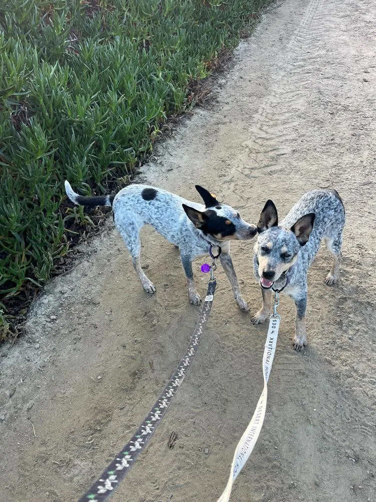 A baby medium-sized male Gray / Blue / Silver Australian Cattle Dog / Blue Heeler dog named West for adoption in San Diego, CA