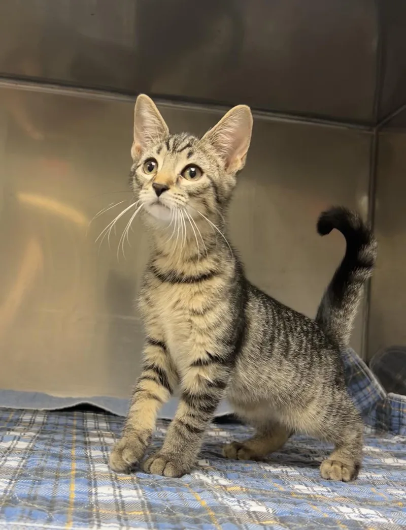 A baby medium-sized female Tabby (Brown / Chocolate) Domestic Short Hair cat named Miter Saw for adoption in Montville, NJ