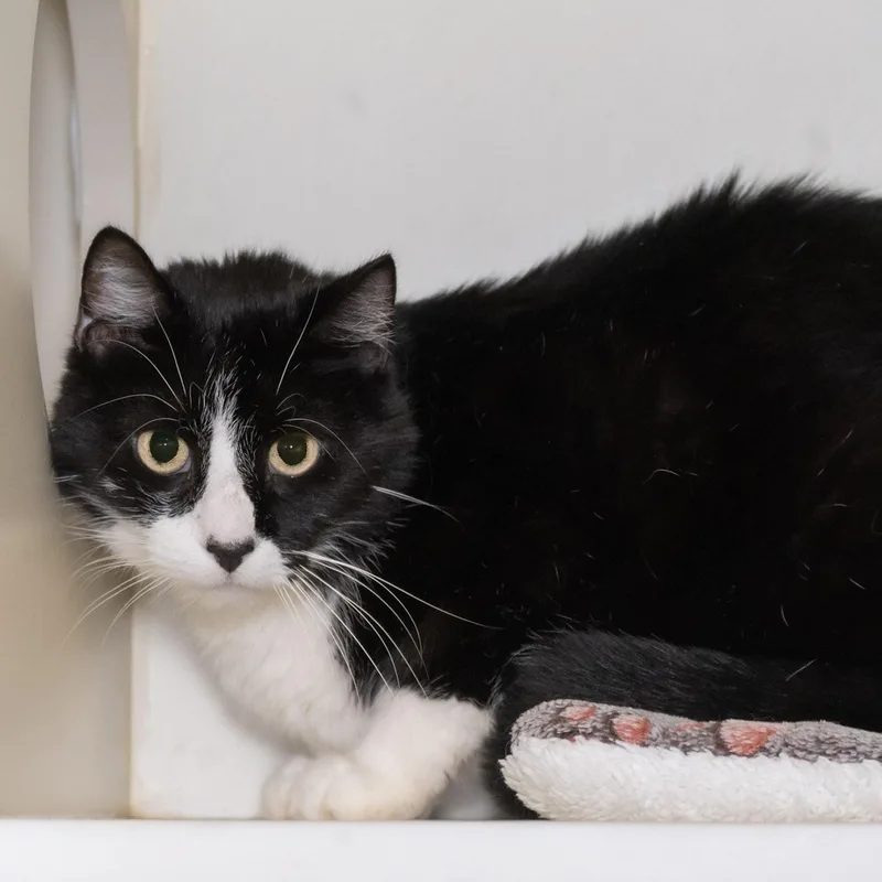 An adult large-sized male Black & White / Tuxedo Domestic Short Hair cat named Colonel Mustard for adoption in Victor, NY