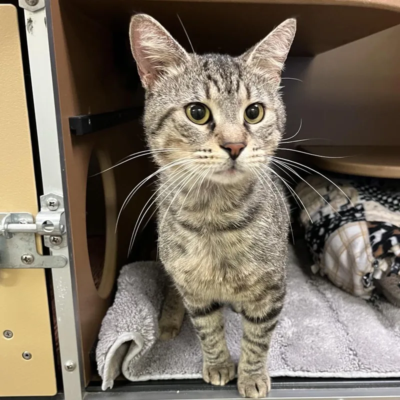 A young large-sized male Brown / Chocolate Domestic Short Hair cat named Daniel for adoption in Naples, FL