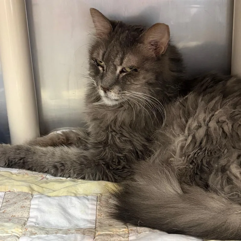 An adult medium-sized female Gray / Blue / Silver Domestic Long Hair cat named Nellie for adoption in Kanab, UT