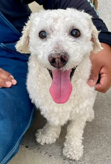 A young small-sized male White / Cream Maltipoo dog named Matty for adoption in Midway City, CA