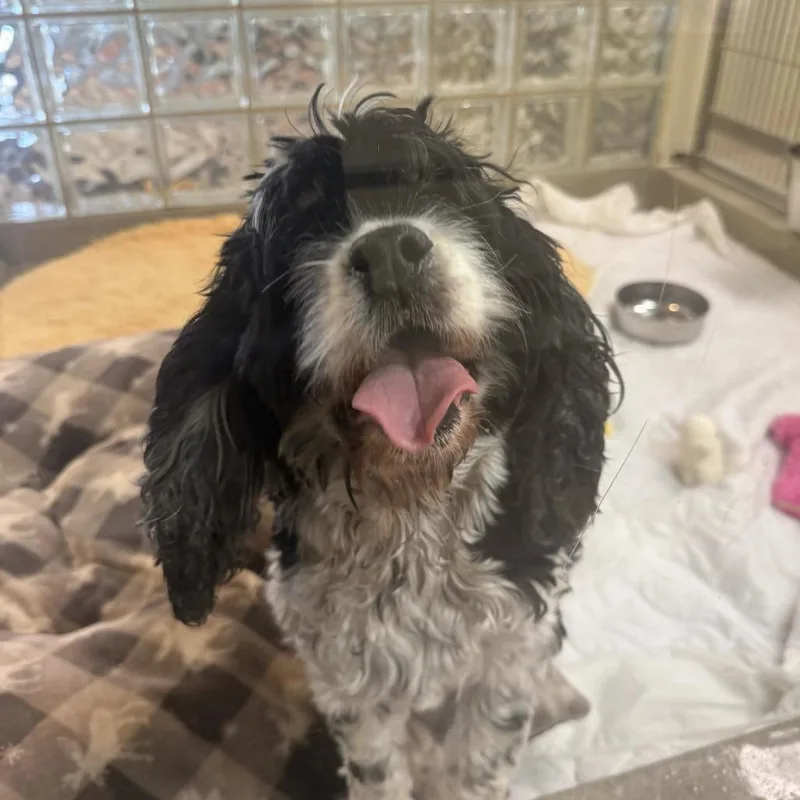 A senior medium-sized female Black Cocker Spaniel dog named Polly for adoption in Lynchburg, VA