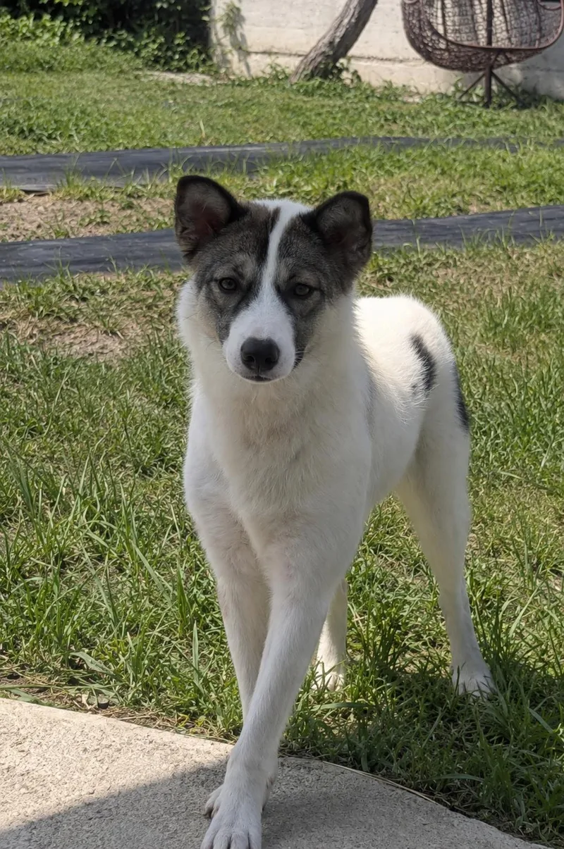 An adult small-sized female Mixed Breed dog named Monash lbs. for adoption in Elma, WA