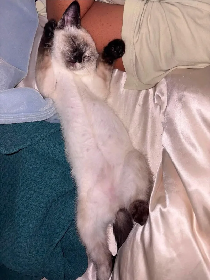 A baby medium-sized female Domestic Short Hair cat named Toasted Coconut for adoption in Reno, NV