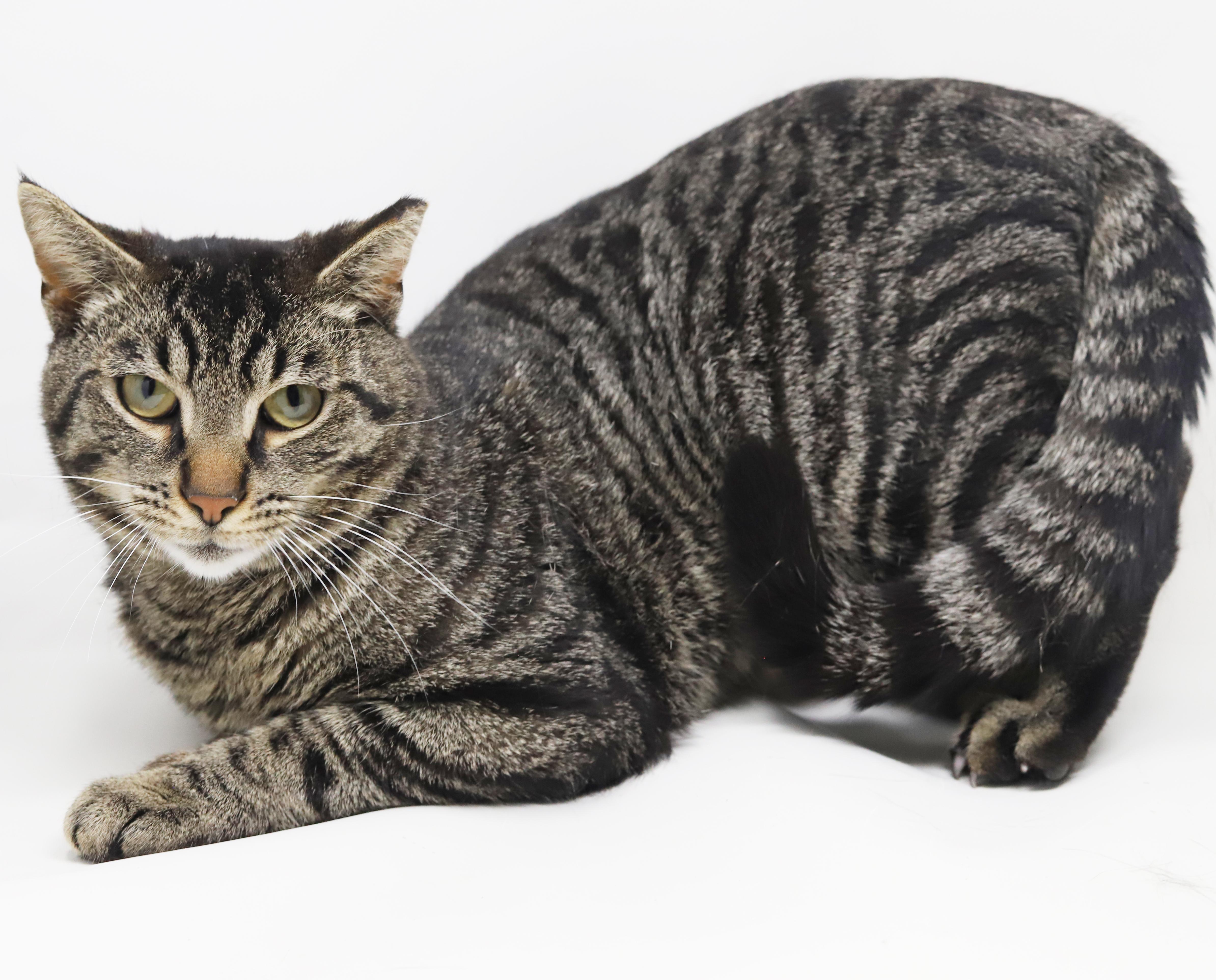 A young medium-sized male Tabby (Brown / Chocolate) Tabby cat named Daryl Is A Gentle for adoption in Bedford Hills, NY