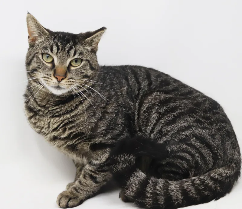 Daryl Is A Gentle thumbnail 5