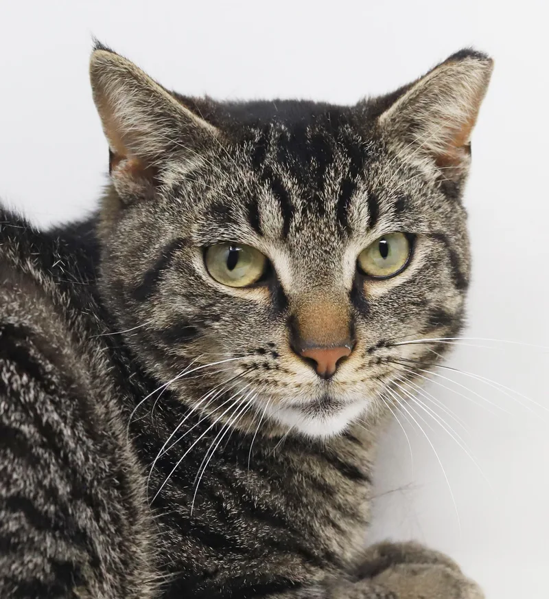 Daryl Is A Gentle thumbnail 6