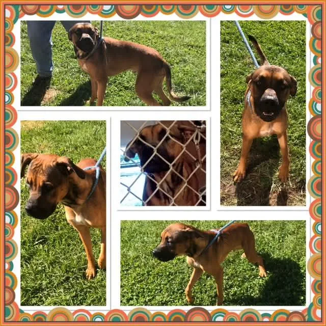 An adult medium-sized male Black Mixed Breed dog named Deni for adoption in Buckhannon, WV