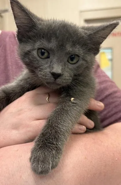 A baby small-sized female Domestic Short Hair cat named Ellie for adoption in Fishers, IN