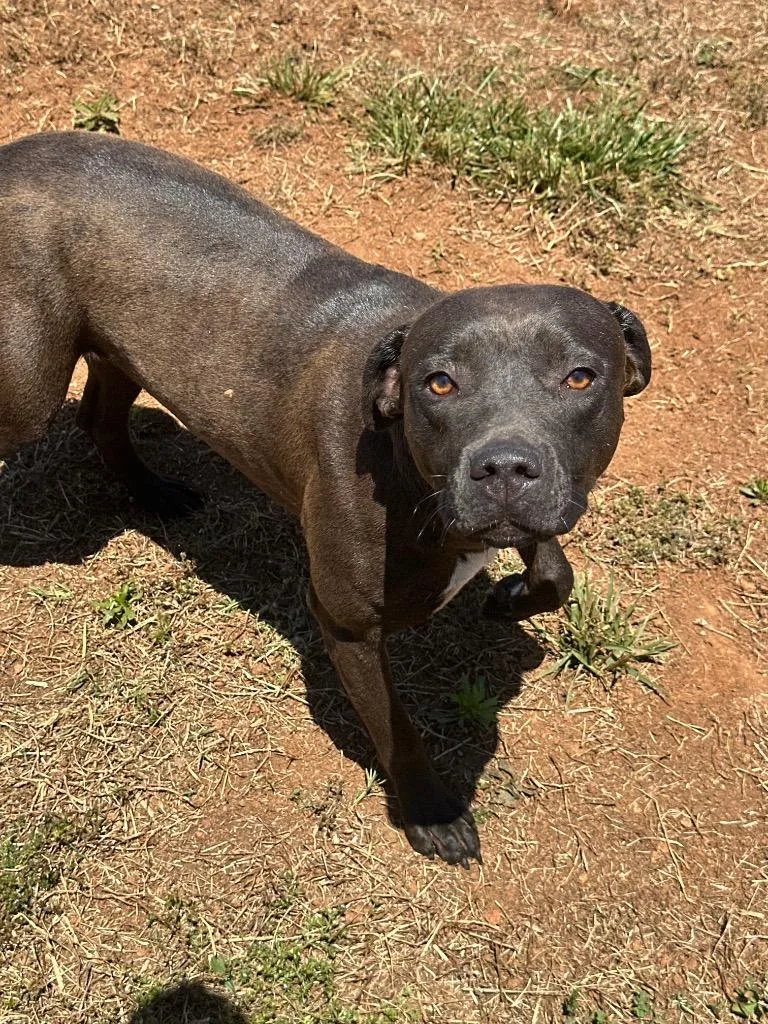A young large-sized female Mixed Breed dog named Layla Ann for adoption in Lavonia, GA