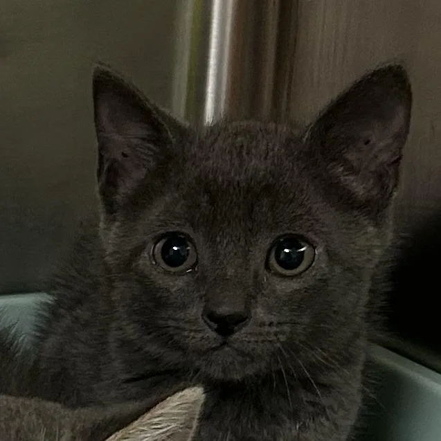 A baby small-sized female Gray / Blue / Silver Domestic Short Hair cat named Amy Lee for adoption in Waynesville, NC