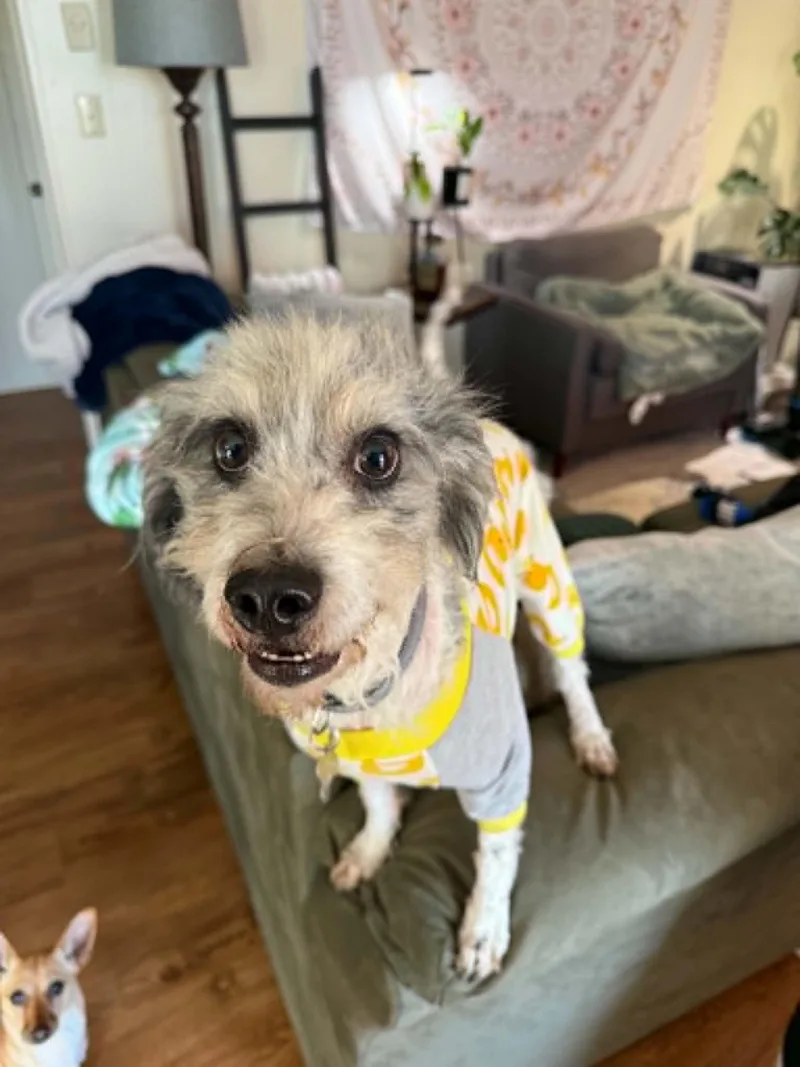 A young medium-sized male Standard Poodle dog named Boba for adoption in Holly Springs, NC