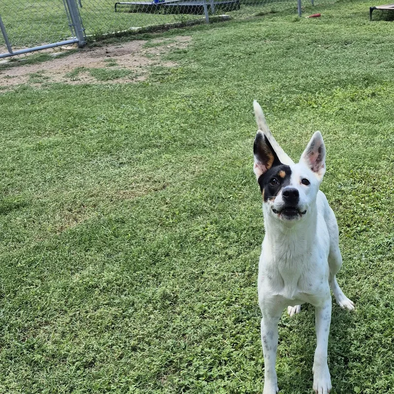 An adult medium-sized female Mixed Breed dog named Goldberry for adoption in Schertz, TX
