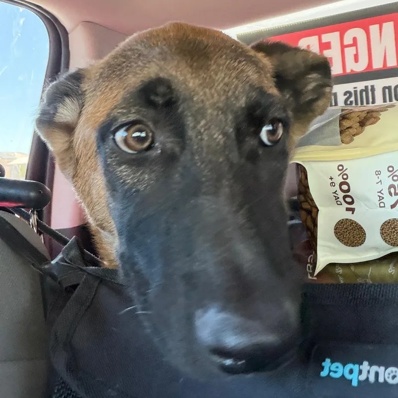 A baby medium-sized female Yellow / Tan / Blond / Fawn Belgian Shepherd / Malinois dog named Ranger for adoption in Henderson, NV