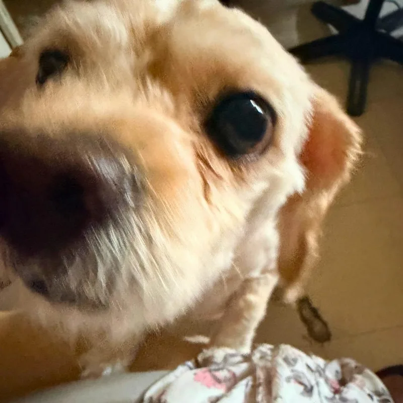 An adult small-sized male Mixed Breed dog named Cash for adoption in New York, NY