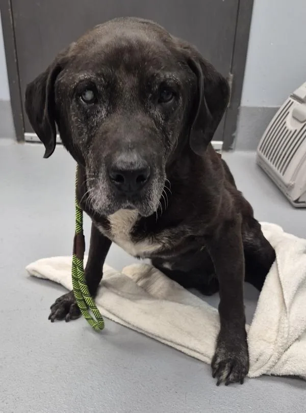A senior large-sized male Labrador Retriever dog named Vc for adoption in Lawrenceville, GA